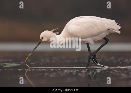 Alimentazione Spoobill Foto Stock