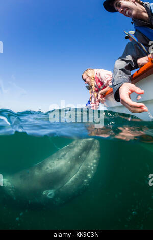 California balena grigia polpaccio (Eschrichtius robustus), subacquea con turisti in san ignacio laguna, Baja California Sur, Messico, America del nord Foto Stock