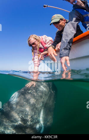 California balena grigia polpaccio (Eschrichtius robustus), subacquea con turisti in san ignacio laguna, Baja California Sur, Messico, America del nord Foto Stock