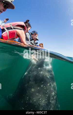 California balena grigia polpaccio (Eschrichtius robustus), subacquea con turisti in san ignacio laguna, Baja California Sur, Messico, America del nord Foto Stock