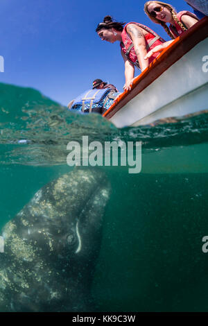 California balena grigia polpaccio (Eschrichtius robustus), subacquea con turisti in san ignacio laguna, Baja California Sur, Messico, America del nord Foto Stock