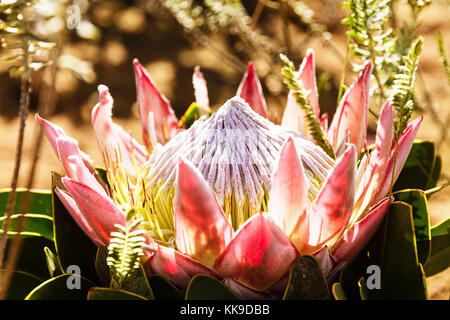 South African rosa re protea fiore Foto Stock