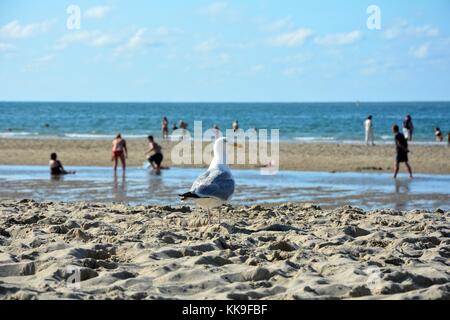 Gull sorge sulla spiaggia sabbiosa con il mare e le persone in background Foto Stock