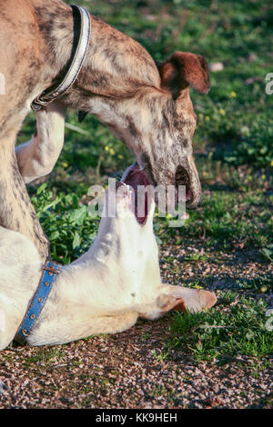 Bella giovane spagnolo grigiohounds chiamato anche in Spagna Galgo. Due giovani cani che giocano Foto Stock