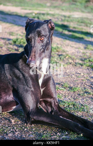 Bella giovane spagnolo greyhound chiamato anche in Spagna galgo. Lucido nero cane stabilisce Foto Stock