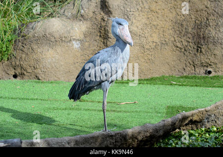 Un uccello shoebill, noto anche come whalehead o scarpa fatturati stork, al regno animale a Kobe, in Giappone. Foto Stock