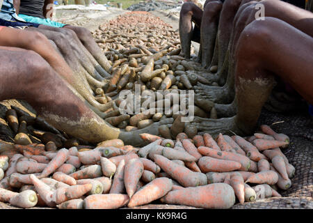 Manikganj, bangladesh - 24 gennaio 2017: gli agricoltori del Bangladesh utilizzare i loro piedi per pulire le carote fresche dopo la vendemmia a shinrail, manikganj, Bangladesh. Foto Stock