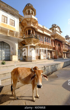 Una vacca sacra in strada al di fuori di un tempio di Krishna in Pushkar,Rajasthan,l'India Foto Stock