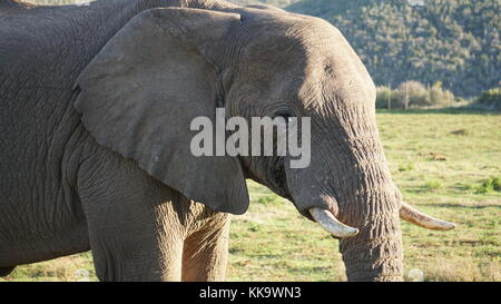 Gli elefanti sulla South African piano Foto Stock