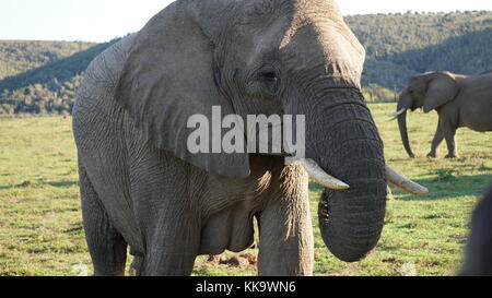 Gli elefanti sulla South African piano Foto Stock