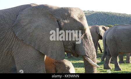 Gli elefanti sulla South African piano Foto Stock