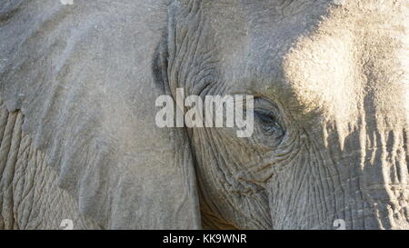 Gli elefanti sulla South African piano Foto Stock