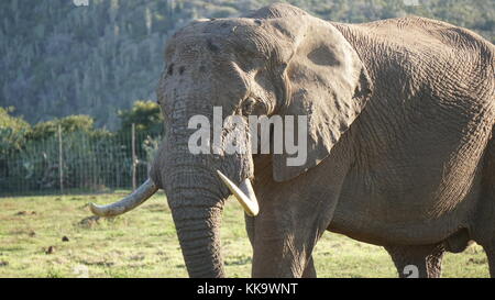 Gli elefanti sulla South African piano Foto Stock