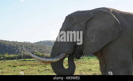 Gli elefanti sulla South African piano Foto Stock