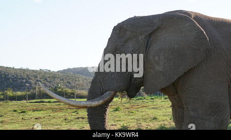 Gli elefanti sulla South African piano Foto Stock