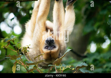 Blackpool Zoo Foto Stock