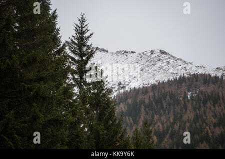 Evergreen abeti in primo piano con cupo, tardo autunno paesaggio sullo sfondo Foto Stock