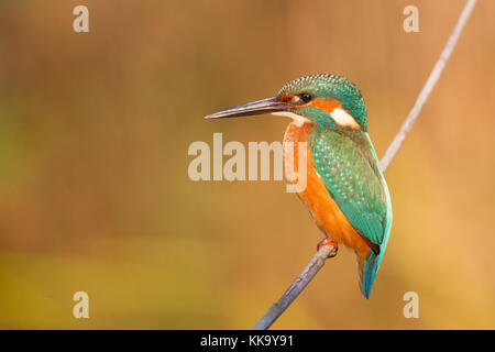 Un Kingfisher attende la preda sul suo ramo Foto Stock