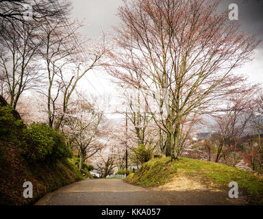 Fiore di Ciliegio sul monte yoshino a Nara, Giappone. yoshino montagna è famosa per le sue molte migliaia di alberi di sakura. Foto Stock