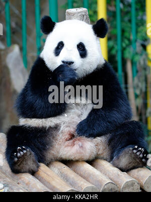 Nuan nuan (significa calore), il primo malaysian-nato panda cub è seduta sul banco di legno presso la panda Conservation Centre di Kuala Lumpur in Malesia Foto Stock