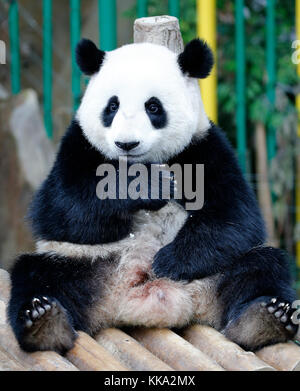 Nuan nuan (significa calore), il primo malaysian-nato panda cub è seduta sul banco di legno presso la panda Conservation Centre di Kuala Lumpur in Malesia Foto Stock