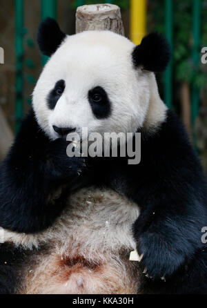 Nuan nuan (significa calore), il primo malaysian-nato panda cub è seduta sul banco di legno presso la panda Conservation Centre di Kuala Lumpur in Malesia Foto Stock