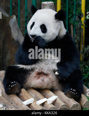 Nuan nuan (significa calore), il primo malaysian-nato panda cub è seduta sul banco di legno presso la panda Conservation Centre di Kuala Lumpur in Malesia Foto Stock