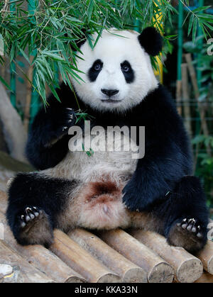 Nuan nuan (significa calore), il primo malaysian-nato panda cub è seduta sul banco di legno presso la panda Conservation Centre di Kuala Lumpur in Malesia Foto Stock