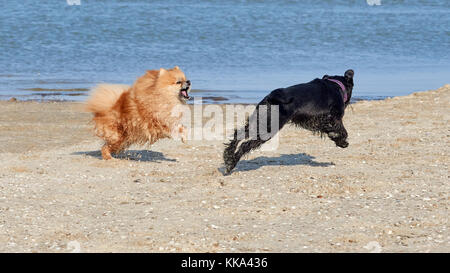 Spitz di Pomerania è giocato con la miniatura schnauzer in riva al mare Foto Stock