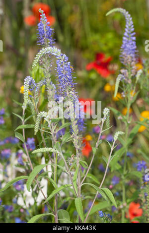 Langblättriger Ehrenpreis, Langblättriger Blauweiderich, Garten-Ehrenpreis, Pseudolysigachion longhifolium, SYN. Veronica longifolia, Giardino Speedwell Foto Stock