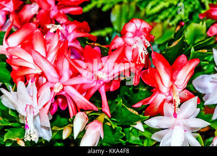 Fiori di schlumbergera (ringraziamento cactus, granchio cactus o holiday cactus) Foto Stock