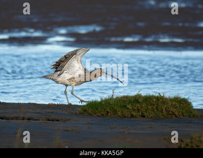 Curlew, Numenius arquata, stretching ali, morecambe bay, lancashire, Regno Unito Foto Stock