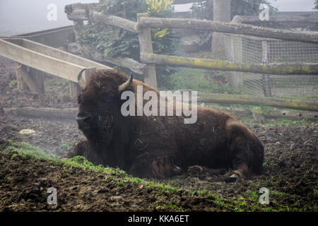 Bison in appoggio su una fredda e nebbiosa mattina al herberstein zoo Foto Stock