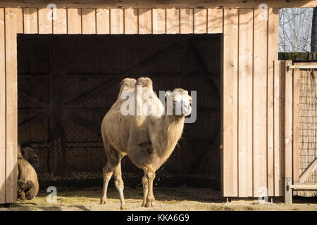 Camel lasciando il granaio per ottenere qualche esercizio Foto Stock