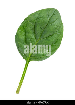 Gli spinaci isolato su uno sfondo bianco Foto Stock