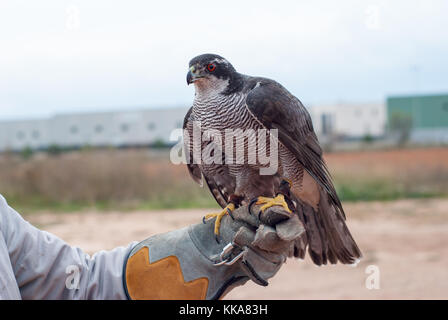 Duck Hawk, Falco peregrinus Foto Stock