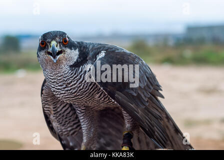 Duck Hawk, Falco peregrinus Foto Stock