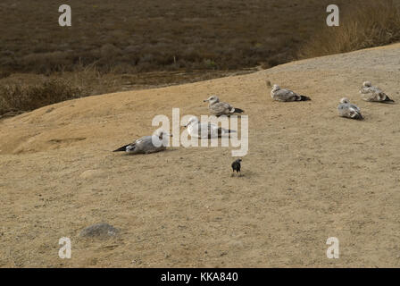 Los Flores View Point, El CAMINO Real California USA. Foto Stock