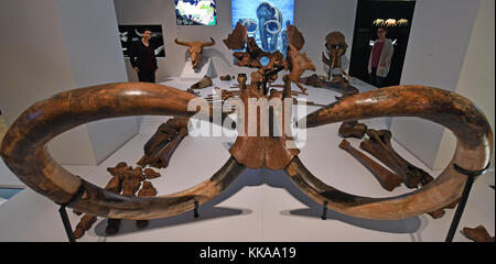 Halle, Germania. 29 novembre 2017. Uno scheletro quasi completamente conservato di un mammut lanoso, vissuto circa 220.000 anni fa nell'odierna Sassonia-Anhalt, in anteprima per lo spettacolo speciale "forze climatiche - potere guida dell'evoluzione" presso il museo statale per la preistoria di Halle/Saale, Germania, 29 novembre 2017. La mostra aprirà a partire dal 30 novembre. L'obiettivo dello spettacolo è quello di sottolineare come il cambiamento delle temperature calde e fredde negli ultimi 2,7 milioni di anni abbia portato allo sviluppo di varie forme di vita. Foto: Hendrik Schmidt/dpa-Zentralbild/dpa Foto Stock