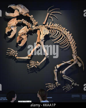 Halle, Germania. 29 novembre 2017. Un cosiddetto "drago dell'orso grotta" in anteprima per lo spettacolo speciale "forze climatiche - potere guida dell'evoluzione" presso il museo statale della preistoria di Halle/Saale, Germania, 29 novembre 2017. La mostra aprirà a partire dal 30 novembre. L'obiettivo dello spettacolo è quello di sottolineare come il cambiamento delle temperature calde e fredde negli ultimi 2,7 milioni di anni abbia portato allo sviluppo di varie forme di vita. Foto: Hendrik Schmidt/dpa-Zentralbild/dpa Foto Stock