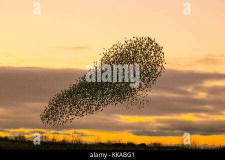 Burscough, Lancashire. Regno Unito Meteo. Il 29 Novembre, 2017.decine di migliaia di starling in cerca di un posatoio comunale in canneti a Martin Mere, sono tormentati e pursed da parte di un residente falco pellegrino. Le forme volute e formano parte di una tecnica evasiva per sopravvivere e per confondere e impressiona il rapace. Più grande è la simulazione di greggi, più è difficile per i predatori individuare e prendere un singolo uccello. Per gli storni possono volare rapidamente in coordinato e ipnotizzante formazioni come una azione di gruppo per sopravvivere all'attacco. Il credito;MediaWorldImages/AlamyLiveNews. Foto Stock