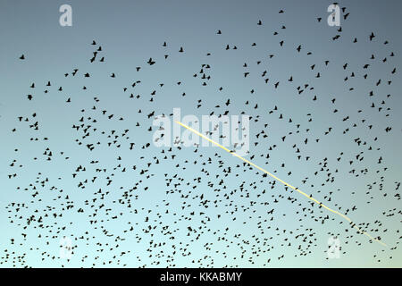 Burscough, Lancashire. Regno Unito Meteo. Il 29 Novembre, 2017.decine di migliaia di starling in cerca di un posatoio comunale in canneti a Martin Mere, sono tormentati e pursed da parte di un residente falco pellegrino. Le forme volute e formano parte di una tecnica evasiva per sopravvivere e per confondere e impressiona il rapace. Più grande è la simulazione di greggi, più è difficile per i predatori individuare e prendere un singolo uccello. Per gli storni possono volare rapidamente in coordinato e ipnotizzante formazioni come una azione di gruppo per sopravvivere all'attacco. Il credito;MediaWorldImages/AlamyLiveNews. Foto Stock