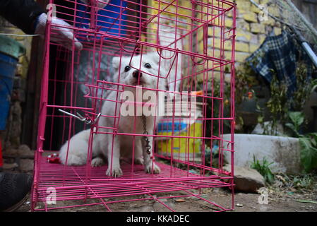 Zhengzhou, Zhengzhou, Cina. 29 novembre 2017. Un cittadino trova una volpe artica in strada a Zhengzhou, nella provincia di Henan della Cina centrale. La volpe artica è stata inviata al centro locale di protezione degli animali. Crediti: SIPA Asia/ZUMA Wire/Alamy Live News Foto Stock