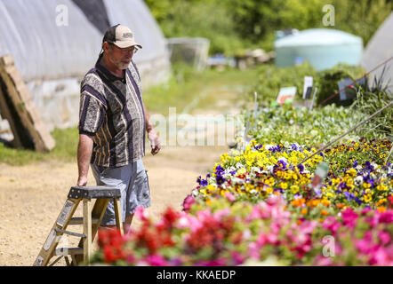 Iowa, Stati Uniti. 6 Giugno 2017. Il proprietario della serra di Bluff View Terry Sykes ha uno sguardo ai suoi fiori, rilevando che cosa ha bisogno di annaffiato e che altro lavoro ha bisogno fatto sulla sua proprietà in Victory, Wisconsin, martedì 6 giugno 2017. Sykes, originario di Morrison, Illinois, si trasferì nella zona 30 anni fa per iniziare le sue serre che erano cresciute lavorando nelle serre del nonno da giovane età. Credit: Andy Abeyta, Quad-City Times/Quad-City Times/ZUMA Wire/Alamy Live News Foto Stock