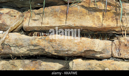 Muscatine, Iowa, Stati Uniti. 8 agosto 2017. Un serpente gopher si riscalda sulle rocce vicino al Pine Creek Grist Mill nel Wildcat Den state Park su Wildcat Den Road Muscatine, Iowa Credit: Kevin E. Schmidt/Quad-City Times/ZUMA Wire/Alamy Live News Foto Stock