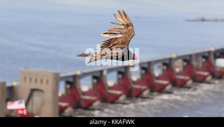 Dubuque, Iowa, Stati Uniti. 13 Giugno 2017. Un avvoltoio tacchino scivola su Lock e Dam n. 11 sul fiume Mississippi a Dubuque, Iowa, il 13 giugno 2017. Credit: Kevin E. Schmidt/Quad-City Times/ZUMA Wire/Alamy Live News Foto Stock