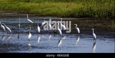 Muscatine, Iowa, Stati Uniti. 8 agosto 2017. Decine di grandi Egrets bianchi cercano cibo nelle acque del Port Louisa National Wildlife Refuge ad est di Wapello, nella contea di Louisa, Iowa. Credit: Kevin E. Schmidt/Quad-City Times/ZUMA Wire/Alamy Live News Foto Stock