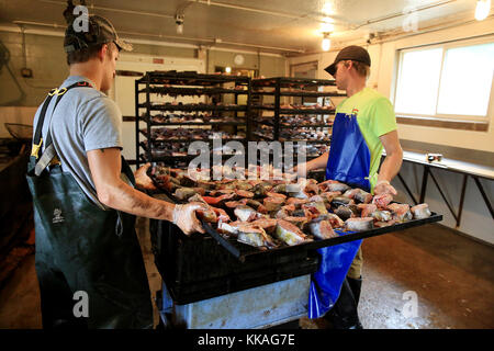 Harpers Ferry, Iowa, Stati Uniti. 29 Agosto 2017. Ron Zweibohmer, a sinistra e Wyatt Jones scivolano una rastrelliera piena di sezioni di pesce su un carrello in preparazione per fumare al mercato del pesce di Mohn su Great River Road vicino a Harpers Ferry, Iowa 29 agosto 2017. Credit: Kevin E. Schmidt/Quad-City Times/ZUMA Wire/Alamy Live News Foto Stock