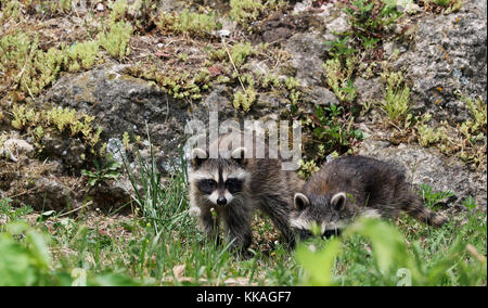 North Buena Vista, Iowa, Stati Uniti. 13 Giugno 2017. Un paio di giovani regcoon si impadidono lungo la strada verso North Buena Vista, Iowa 13 giugno 2017. Credit: Kevin E. Schmidt/Quad-City Times/ZUMA Wire/Alamy Live News Foto Stock