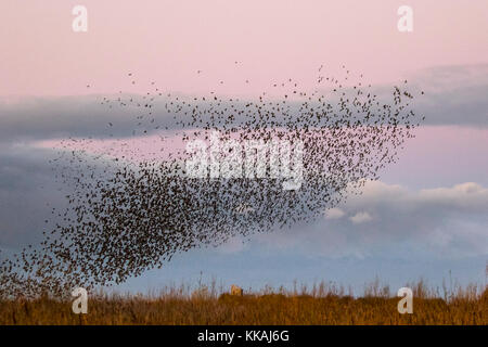 Burscough, Lancashire, Regno Unito meteo 30 Novembre, 2017. Starling greggi mumurate su Martin mera riserva all'alba come migliaia di storni prendere all'aria dopo una fredda notte roost nel letto di reed nelle zone rurali del Lancashire. All'alba il mormorio o chatter, interazione e comunicazione è abbastanza rumoroso e intensa prima di volare. Tutto quindi sembra andare di quiete prima che si sollevano insieme in un unico grande whoosh e disperdere alla vicina Fattoria Terre. Durante l'autunno queste greggi di altamente intelligenti, iridato di uccelli sono famosi per la loro spettacolare visualizza antenna. Il credito. MediaWorldImages/AlamyLiveNews Foto Stock